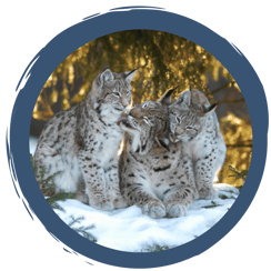 Luchs - Die Rückkehr der Pinselohren