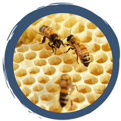 Interview mit einem Imker