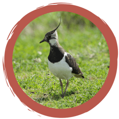 Memo-Spiel Wiesenbrüter