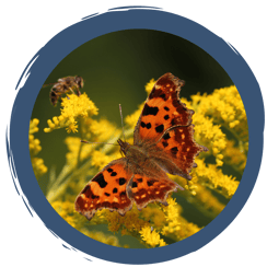 Schmetterlinge & Schmetterlingspflanzen