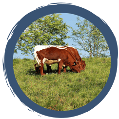 Über Salatköpfe & die heilige Kuh