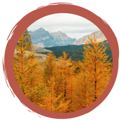 Märchen: Lärche im Winter