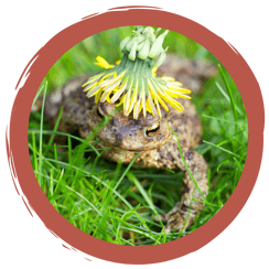 Märchenstunde: Die Krötenfee