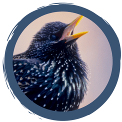 Gartentipps für Singvögel