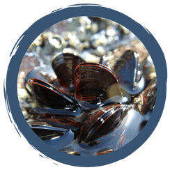 Filtrierer - Ernährungsspezialisten im Wasser