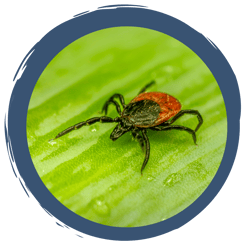 Zecken und Co. - Unliebsame Erlebnisse im Wald