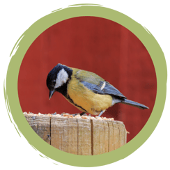 Gartentipps für Singvögel