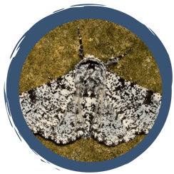 Fasching im Tierreich - Warnung und Tarnung