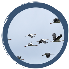 Eine Reise verbindet ferne Länder