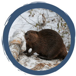 Was machen Biber eigentlich im Winter?