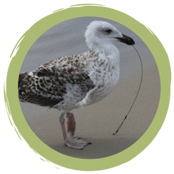 Achtung Angelschnüre