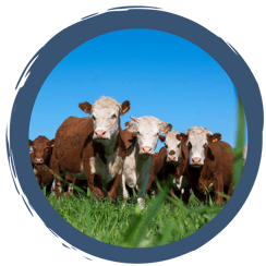 Video: Besuch auf dem Hof Gutmann