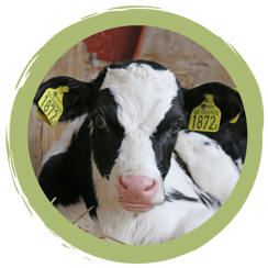 Challenge-Ergebnis: Zeigt uns euer liebstes Bauernhofbild