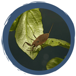 Auf der Jagd nach dem Wasserskorpion