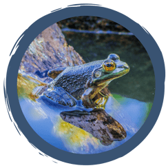 Amphibien: Leben im Wasser und an Land