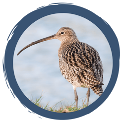 Der Große Brachvogel - Stellvertreter im Wiesenbrüterschutz