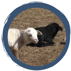 Folge 8: Noch mehr Schäfchen-Nachwuchs