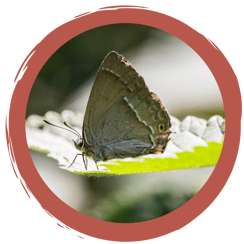 Spiel: Insekten im Nahrungsnetz