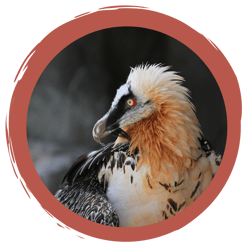 Ein Bartgeierquiz...