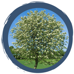 Baum des Jahres 2024 - Echte Mehlbeere