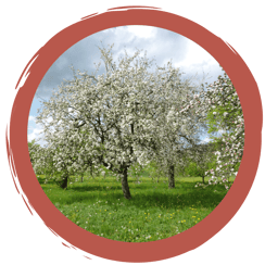Quiz: Streuobstwiesen - warum sind sie so besonders?