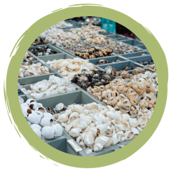 Unbedacht mitgebracht – Vorsicht vor illegalen Urlaubsmitbringseln