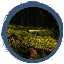 Boden des Jahres 2024 - Der Waldboden