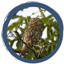 Video: Beringung junger Steinkäuze auf der Streuobstwiese