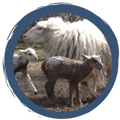 Folge 9: Überraschung im Doppelpack