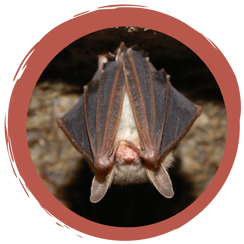 Online Spiel Fledermausschutz