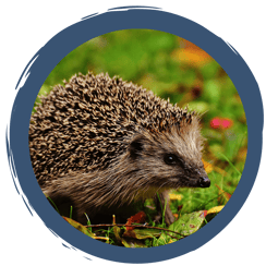 Winterstrategie: Winterschlaf - extremes Energiesparen