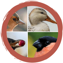 Spiel: Jedem Vogel sein Schnabel