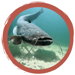 Fische richtig zuordnen