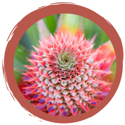 Online-Quiz: Blütenstände