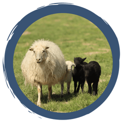 LBV-Schäfchen erzählen