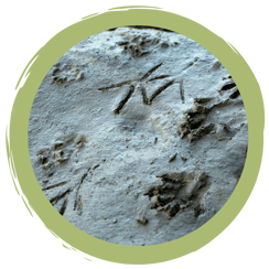 Eure Ergebnisse der Challenge #tierspurensuche