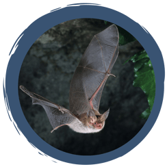 Fledermausschutz in Bayern