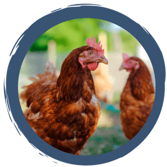 Video: Erstaunliches und Wunderbares über Hühner