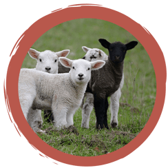 "Best of..." Schäfchen (er)zählen - Das Quiz