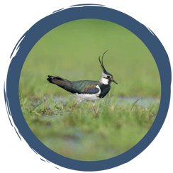 Video: Wiesenbrüter in Not