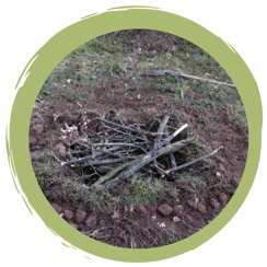 Totholzkompost als Käferparadies