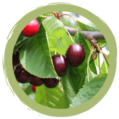 Wann ihr Kirschen von Nachbars Streuobstwiese pflücken dürft