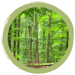 Der Spessart als Urlaubsregion