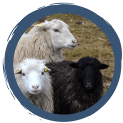 Folge 5: Wir haben da mal ein paar Fragen