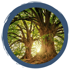 Wer wohnt in und an der Eiche?