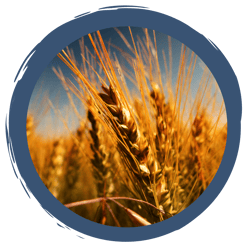 Korn ist nicht gleich Korn - Körner-Fakten