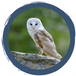 Nistkästen für die Schleiereule