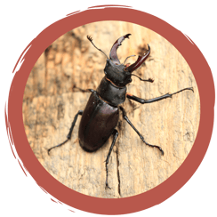 Zuordnungsspiel Insekten