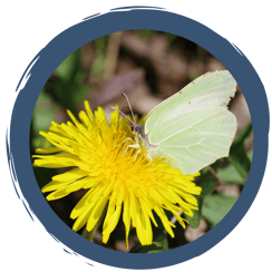 Zitronenfalter - Wer lange schläft, ist früher wach