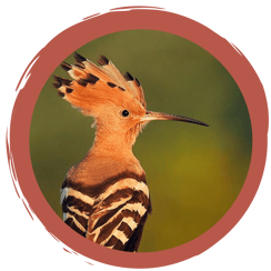 Wer ist der Vogel des Jahres 2022 und was hat er mit unserem Obst zu tun?